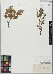 Foto von Salix glabra Scop.
